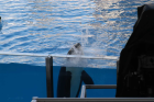 thumbs/seaworld 082.png